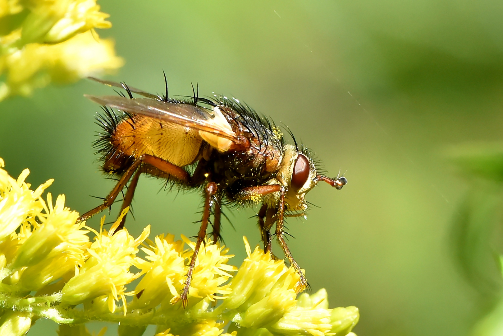 Igelfliege (Tachina fera) Profil