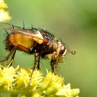 Igelfliege (Tachina fera) Profil