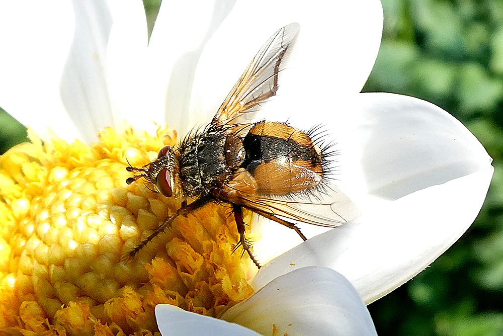 Igelfliege - Tachina fera - Raupenfliege