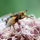 Igelfliege (Tachina fera) Seitenansicht