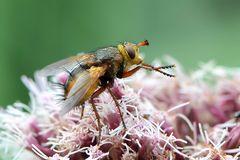 Igelfliege (Tachina fera) Seitenansicht