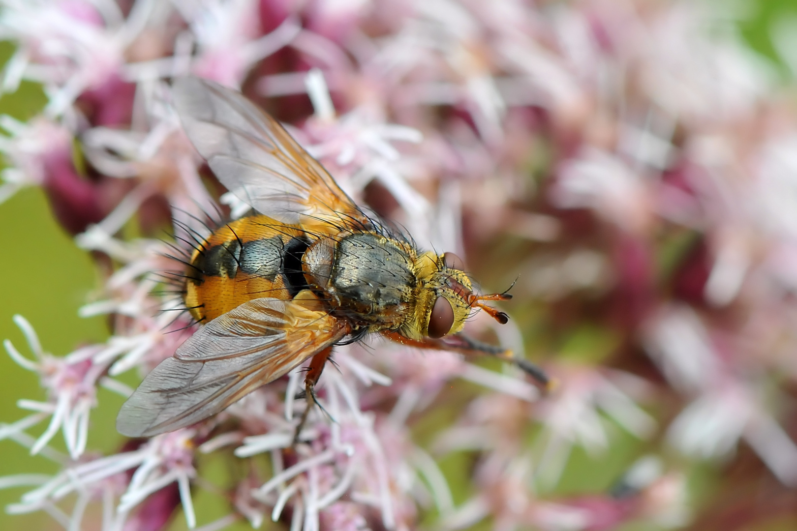 Igelfliege (Tachina fera) Seitenansicht