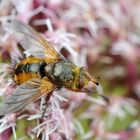 Igelfliege (Tachina fera) Seitenansicht