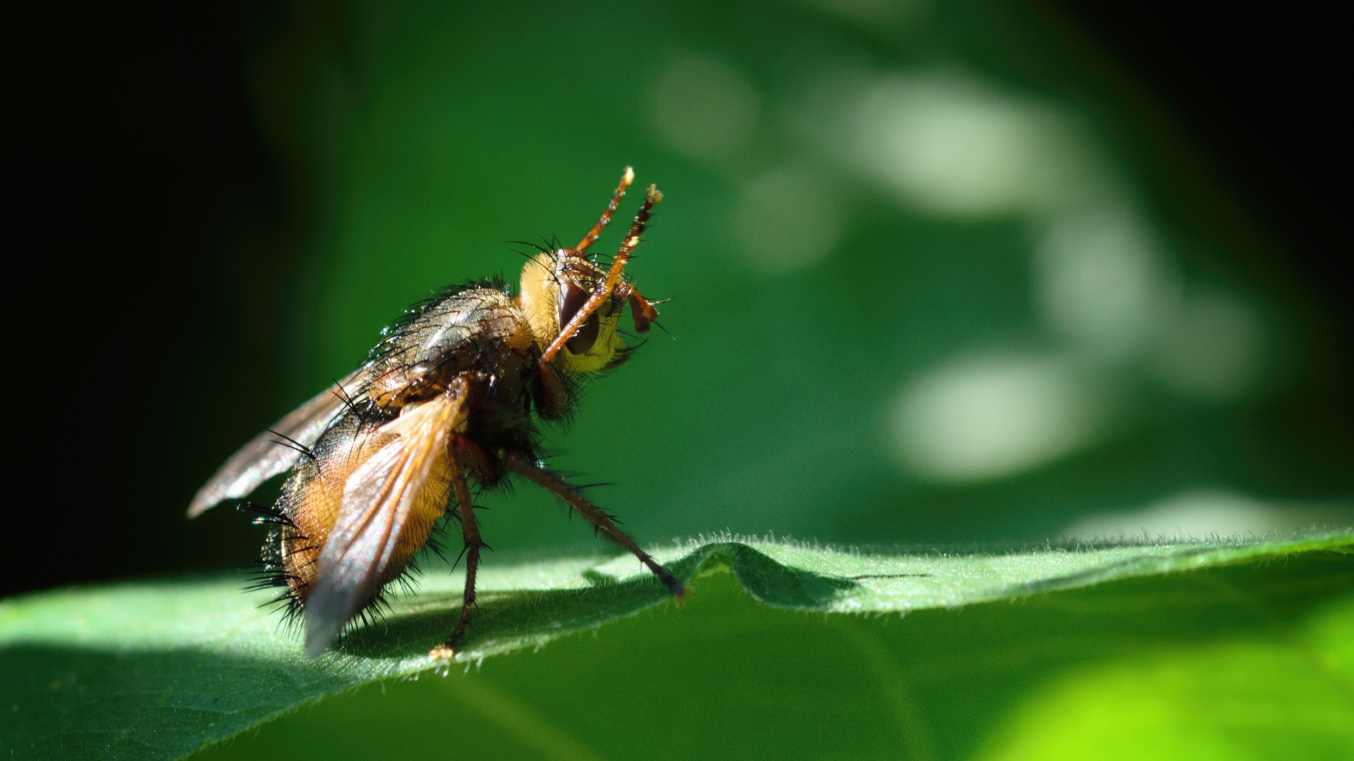 Igelfliege (Tachina fera), tachina fly