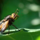 Igelfliege (Tachina fera), tachina fly