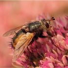 Igelfliege (Tachina fera), Weibchen