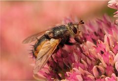 Igelfliege (Tachina fera), Weibchen