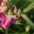 Igelfliege (Tachina fera/magnicornis) auf Gartenwicke