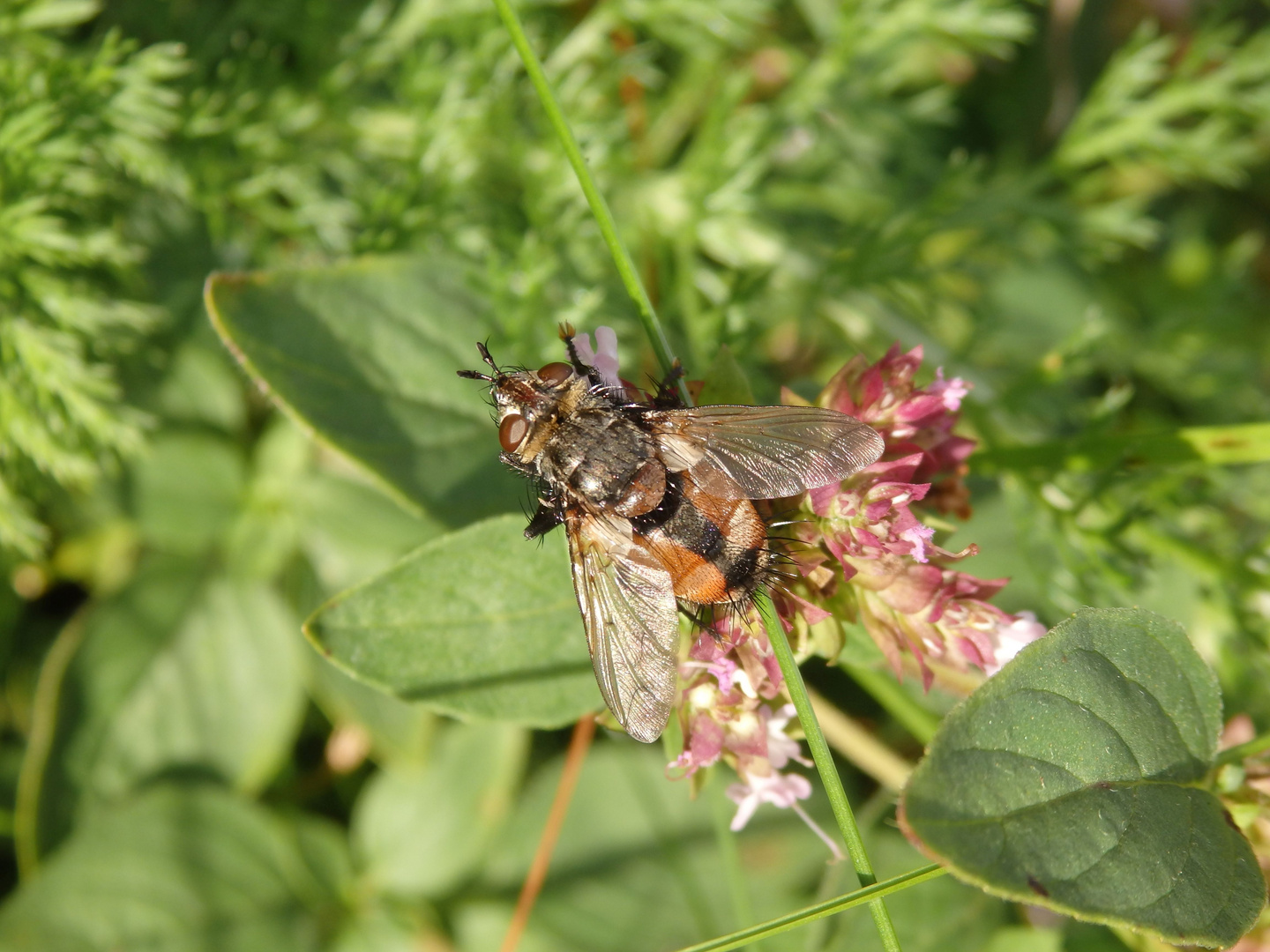 Igelfliege (Tachina fera/magnicornis) auf Oregano