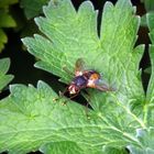 Igelfliege (Tachina fera/magnicornis)