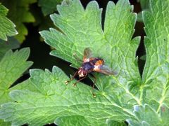 Igelfliege (Tachina fera/magnicornis)