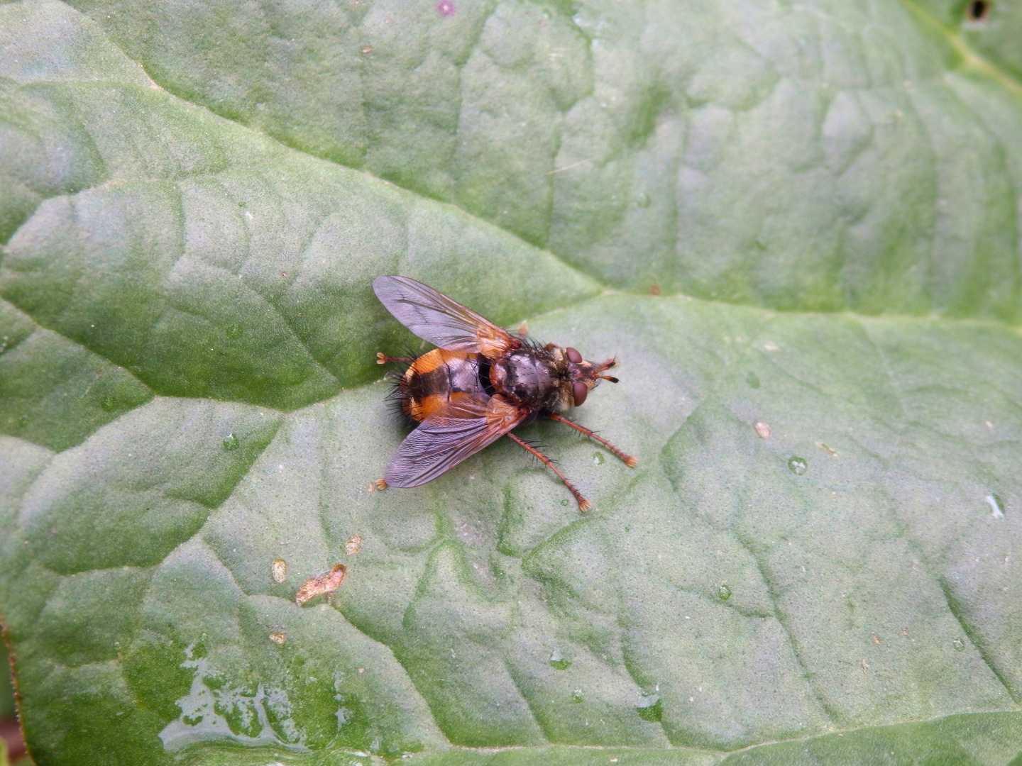 Igelfliege (Tachina fera/magnicornis) im heimischen Garten