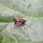 Igelfliege (Tachina fera/magnicornis) im heimischen Garten