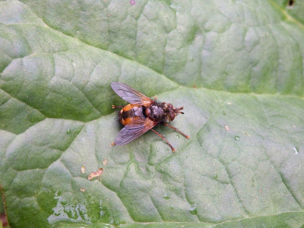 Igelfliege (Tachina fera/magnicornis) im heimischen Garten