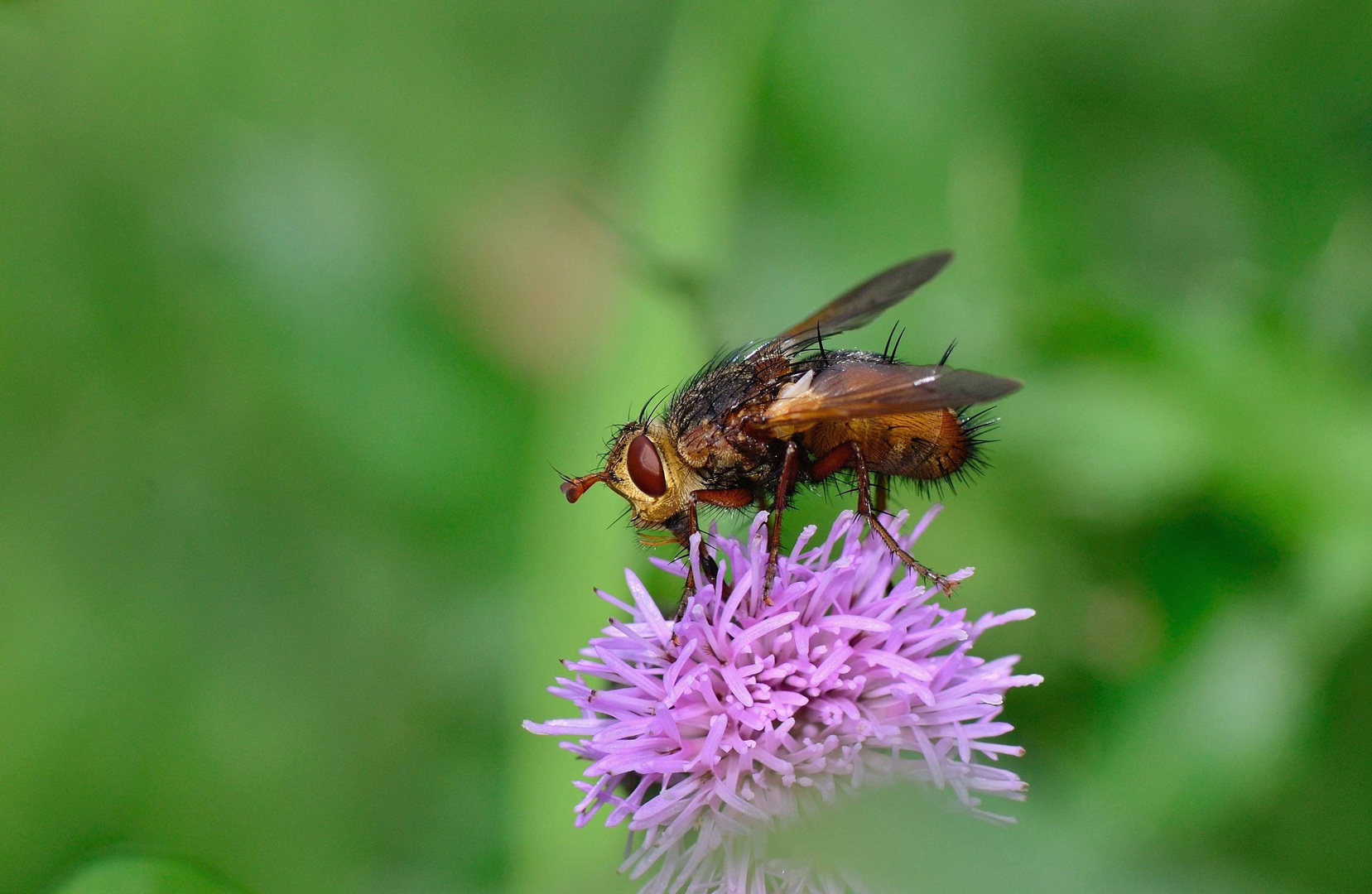 Igelfliege-Tachinidae...