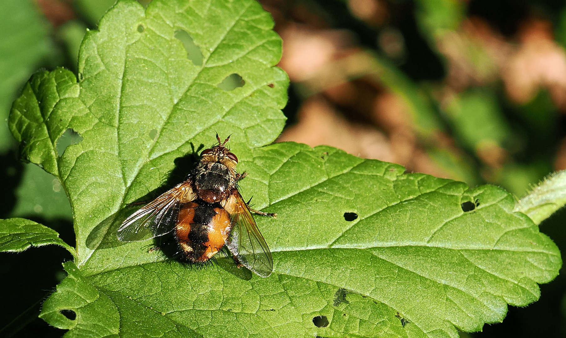 Igelfliege tankt Sonne …