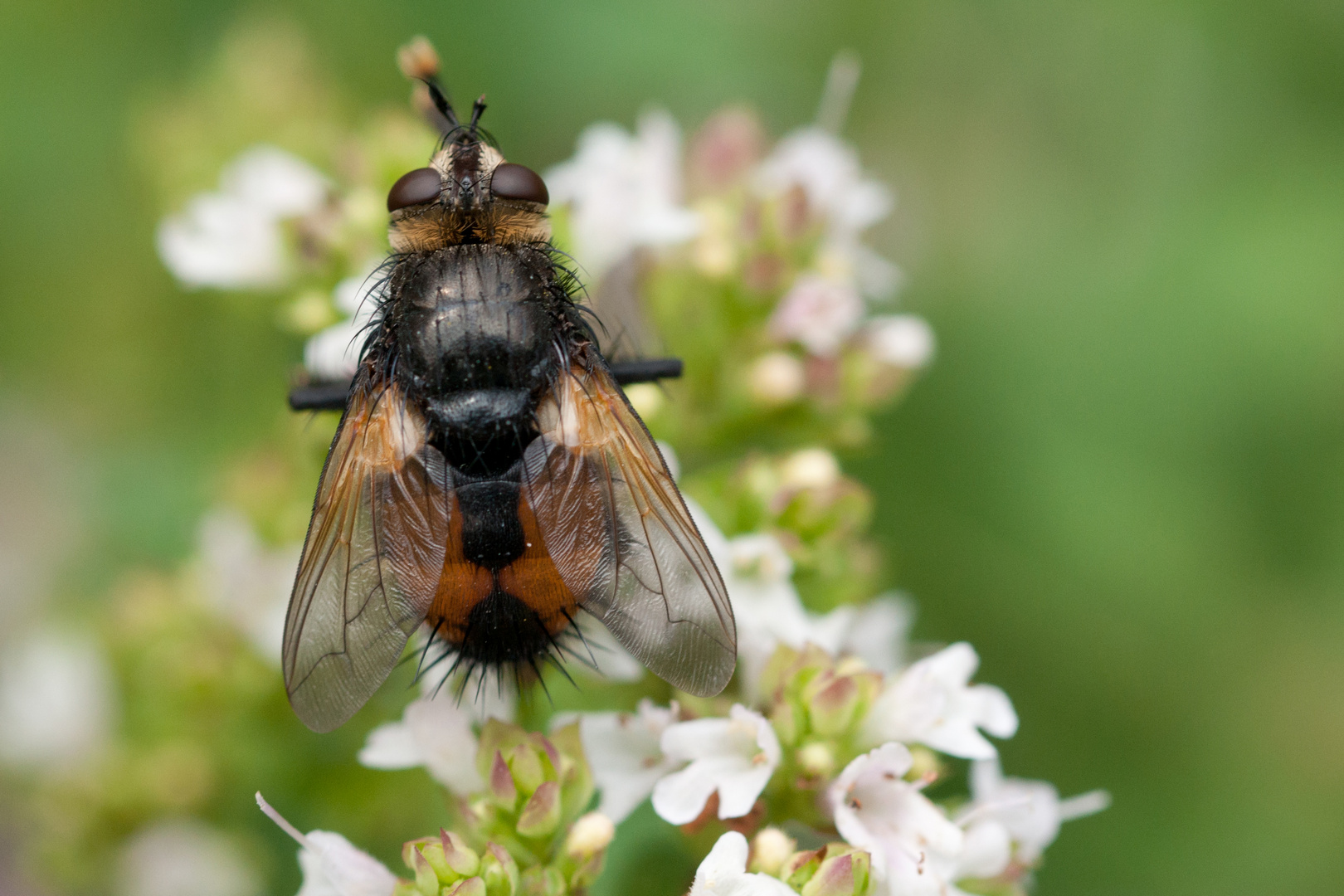 Igelfliege von oben