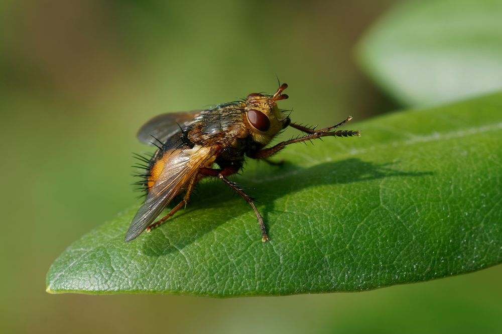 Igelfliege - Wo ist die nächste Raupe? 