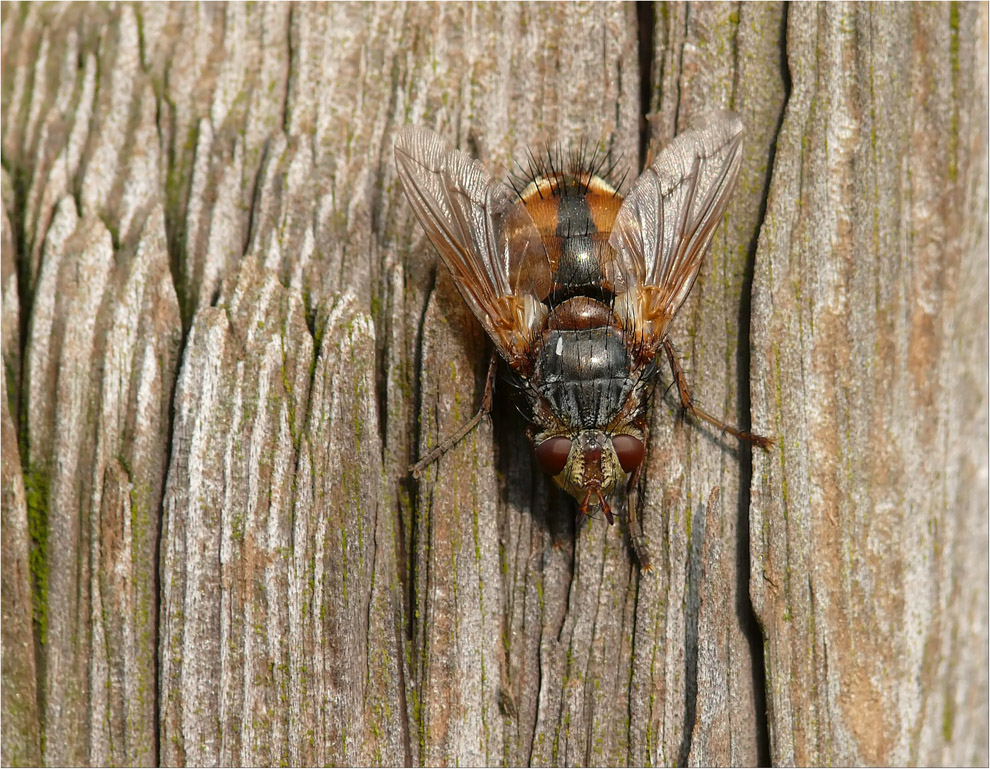 Igelfliegen draufsicht