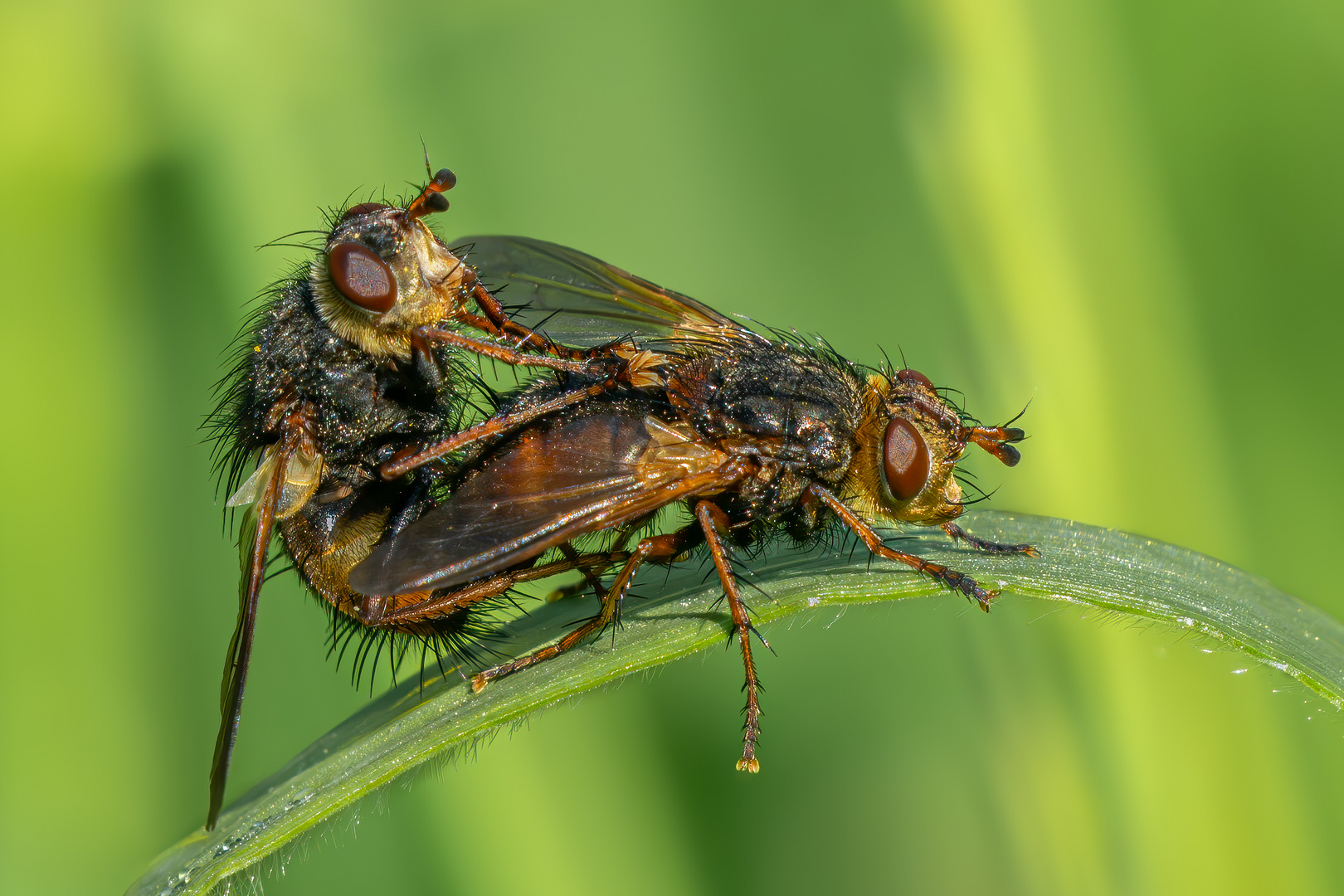 Igelfliegen (Kopula)