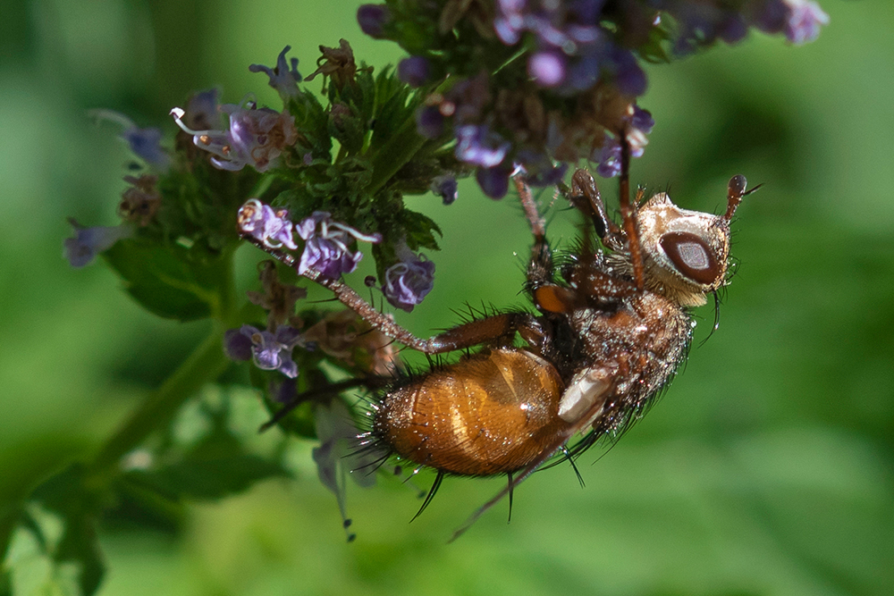 Igelfliegenmakro