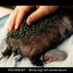 Igelgeburt