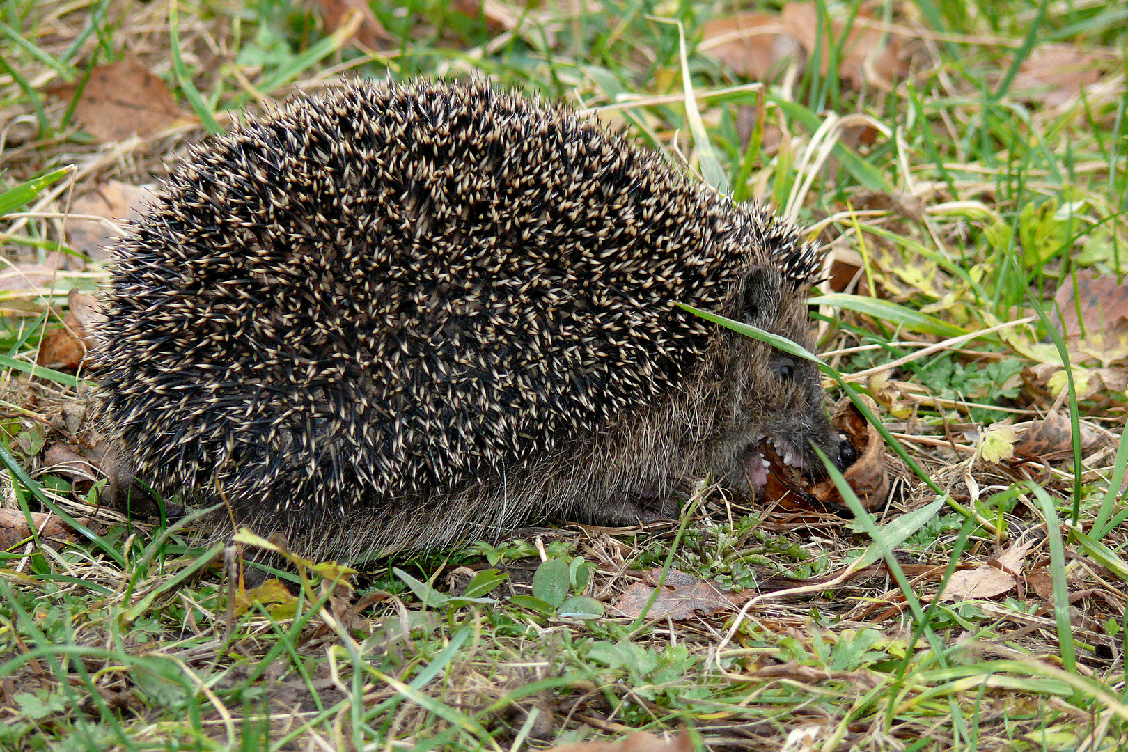 Igelgeschichte 3