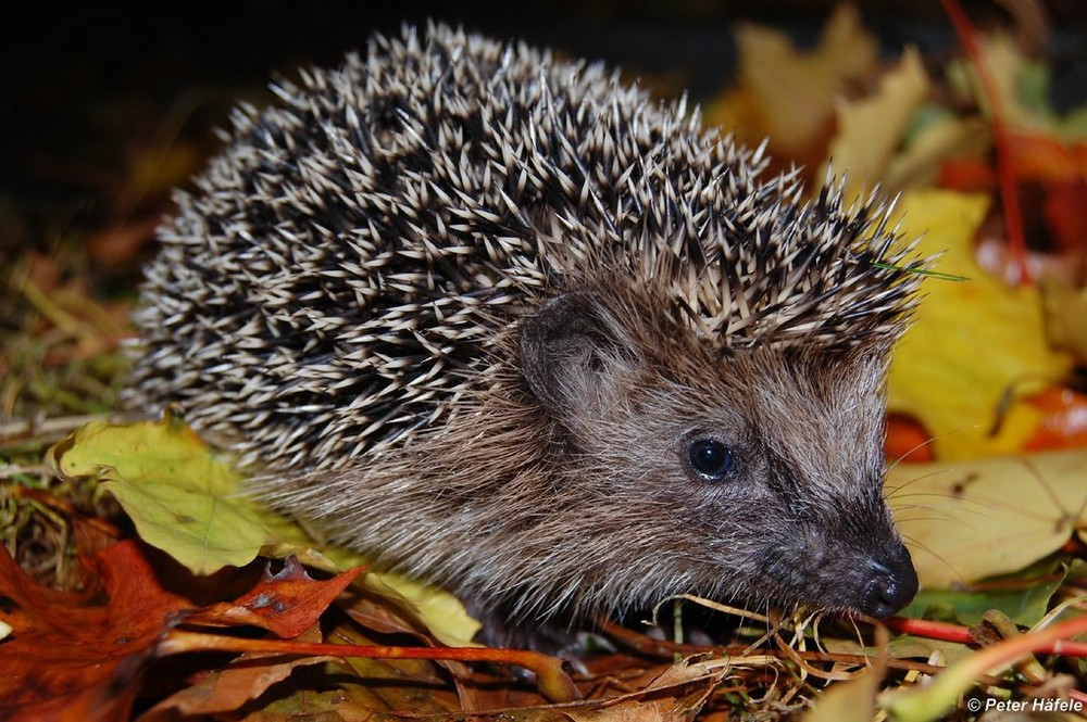 Igelkind im Herbstlaub