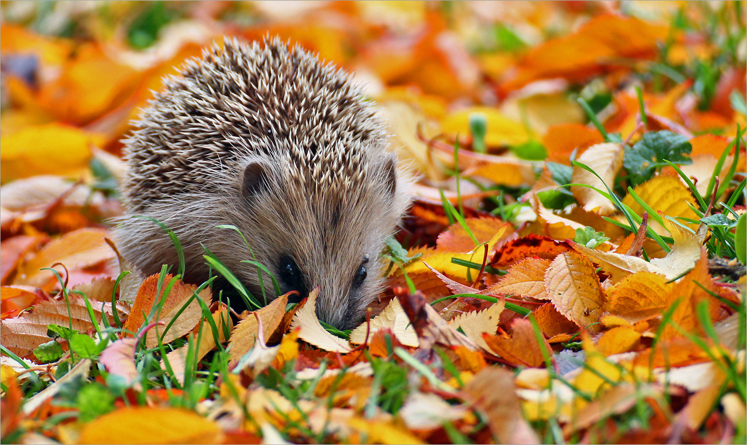 Igelkind im Oktober