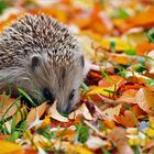 Igelkind im Oktober