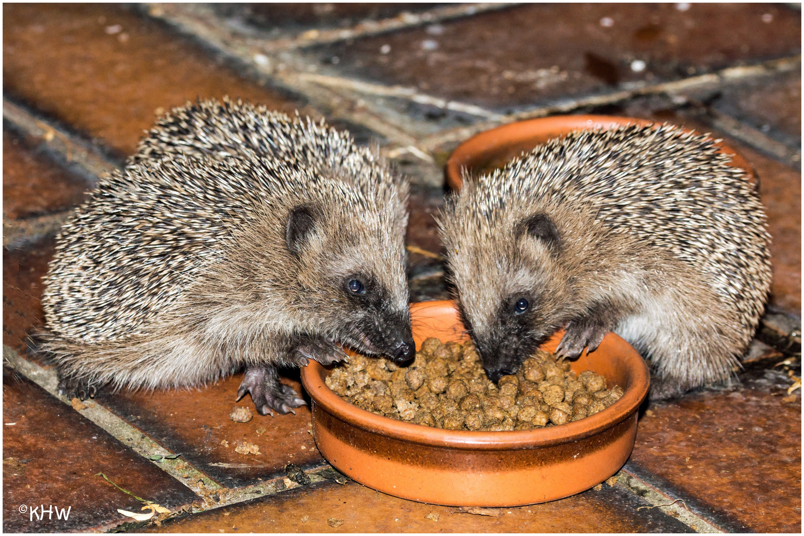 Igelkinder bei uns an der Terrasse