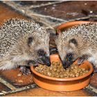 Igelkinder bei uns an der Terrasse