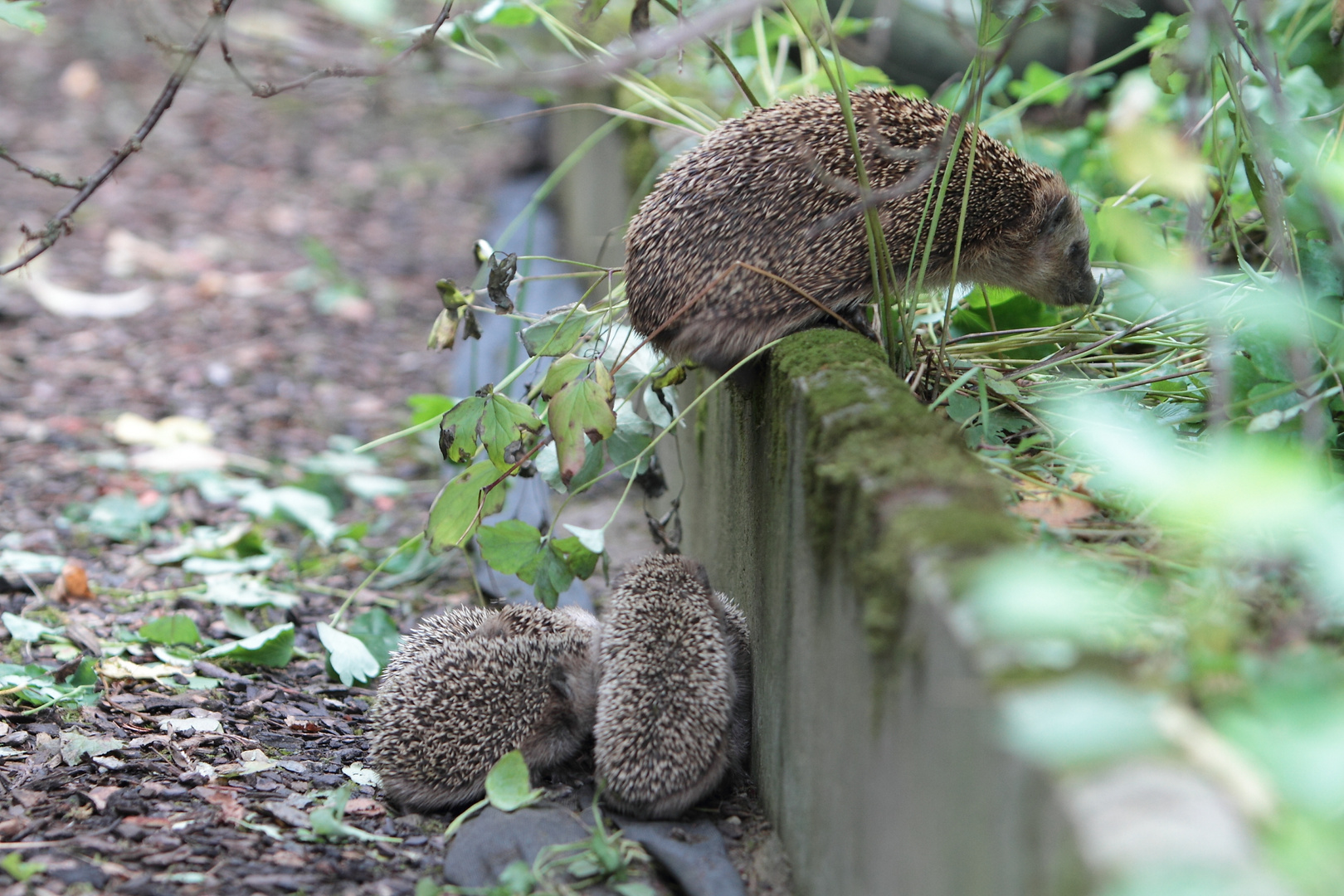 Igelkinder vorm Hindernis