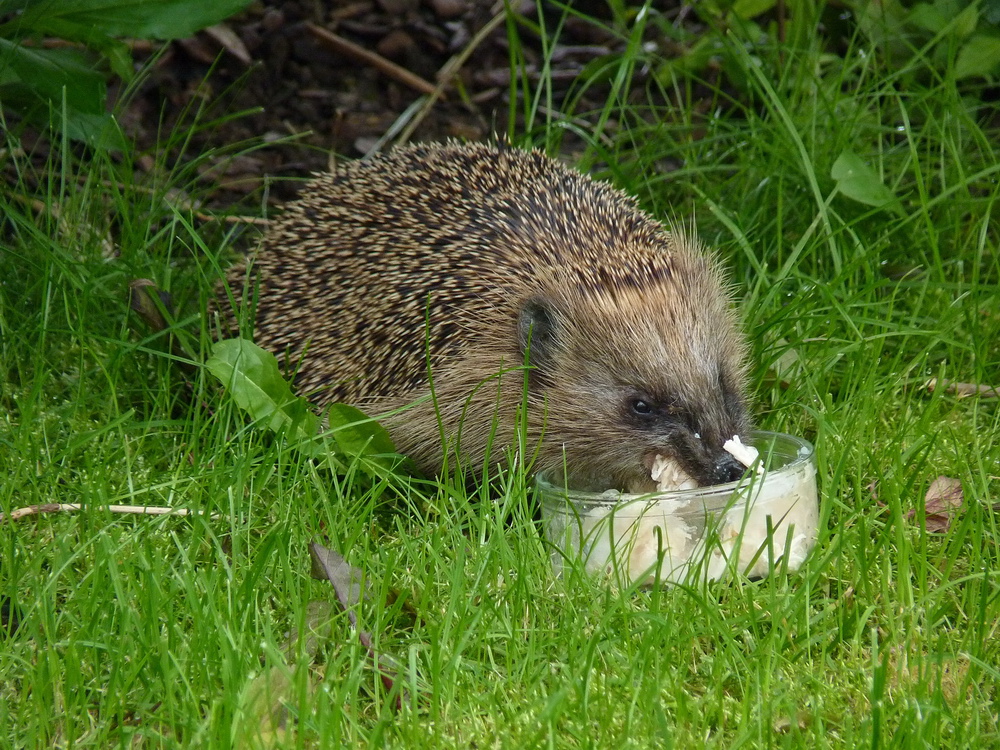 Igelmahlzeit