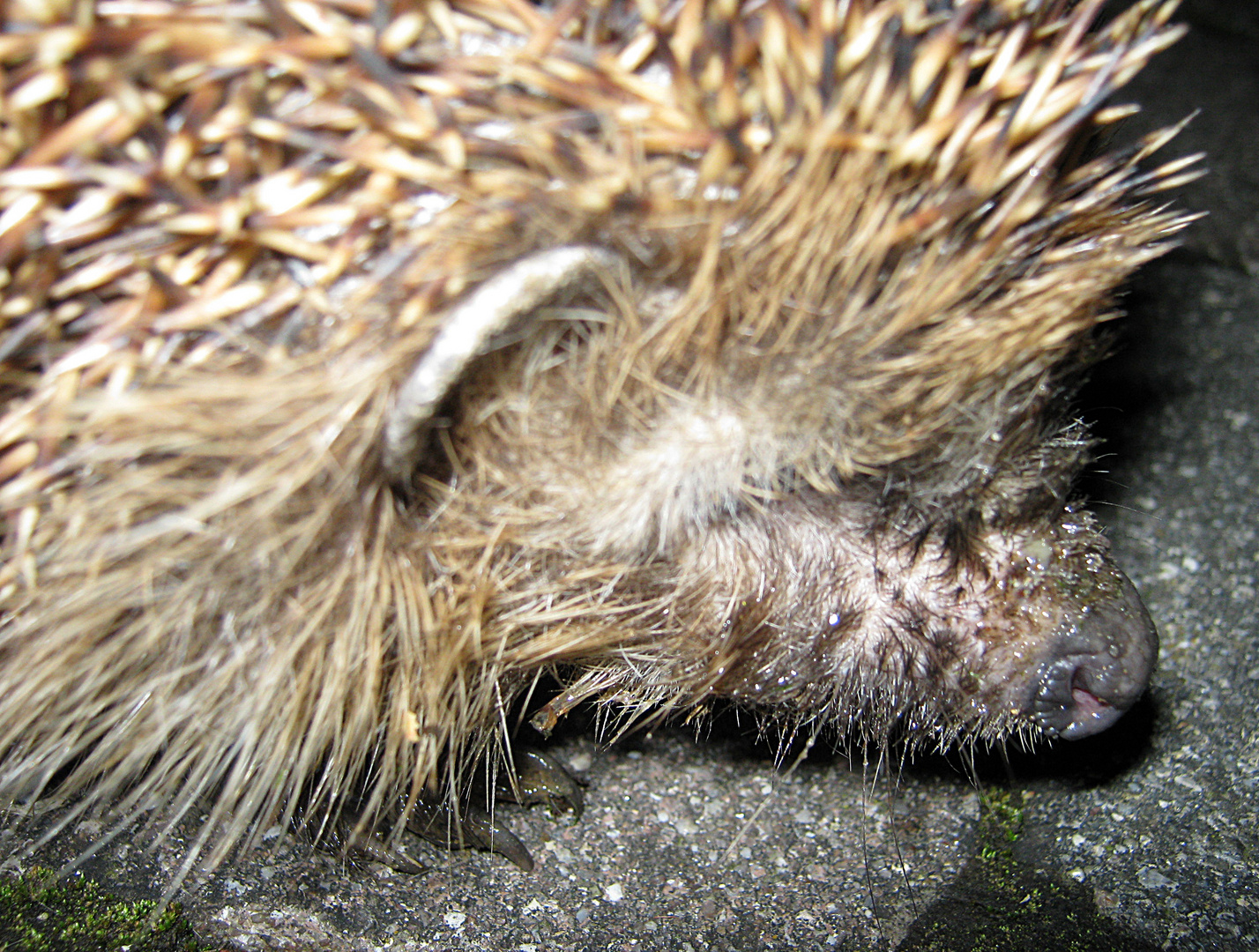 Igel´s Näschen