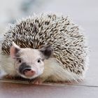 Igelschwein  /  Hedgehog