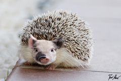 Igelschwein  /  Hedgehog