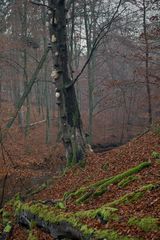 Igelstachelbart (Hericium erinaceus)