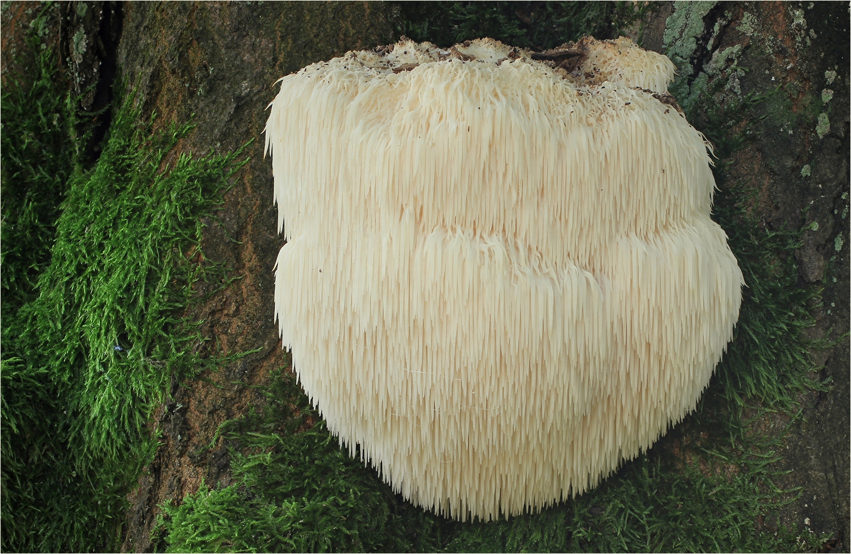 Igelstachelbart (Hericium erinaceus)