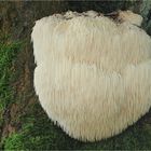 Igelstachelbart (Hericium erinaceus)