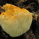 Igelstachelbart (Hericium erinaceus