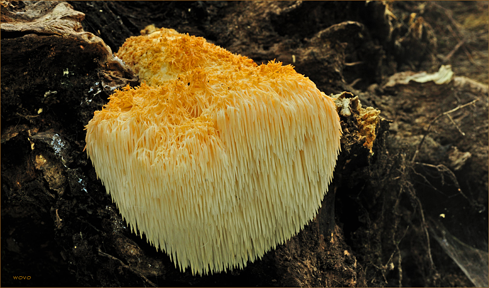 Igelstachelbart (Hericium erinaceus