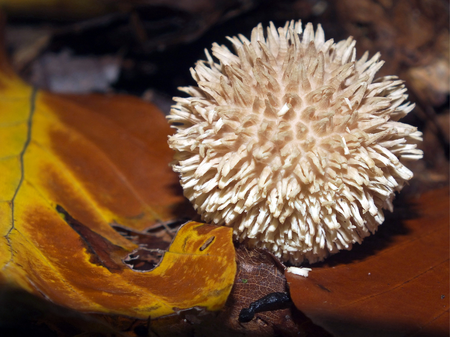 Igelstäubling (Lycoperdon echinatum)