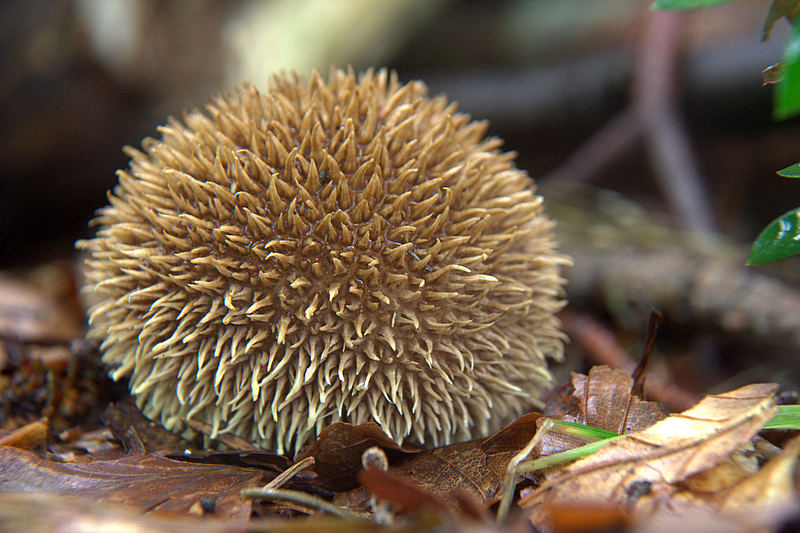 Igelstäubling Lycoperdon echinatum