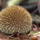 Igelstäubling Lycoperdon echinatum