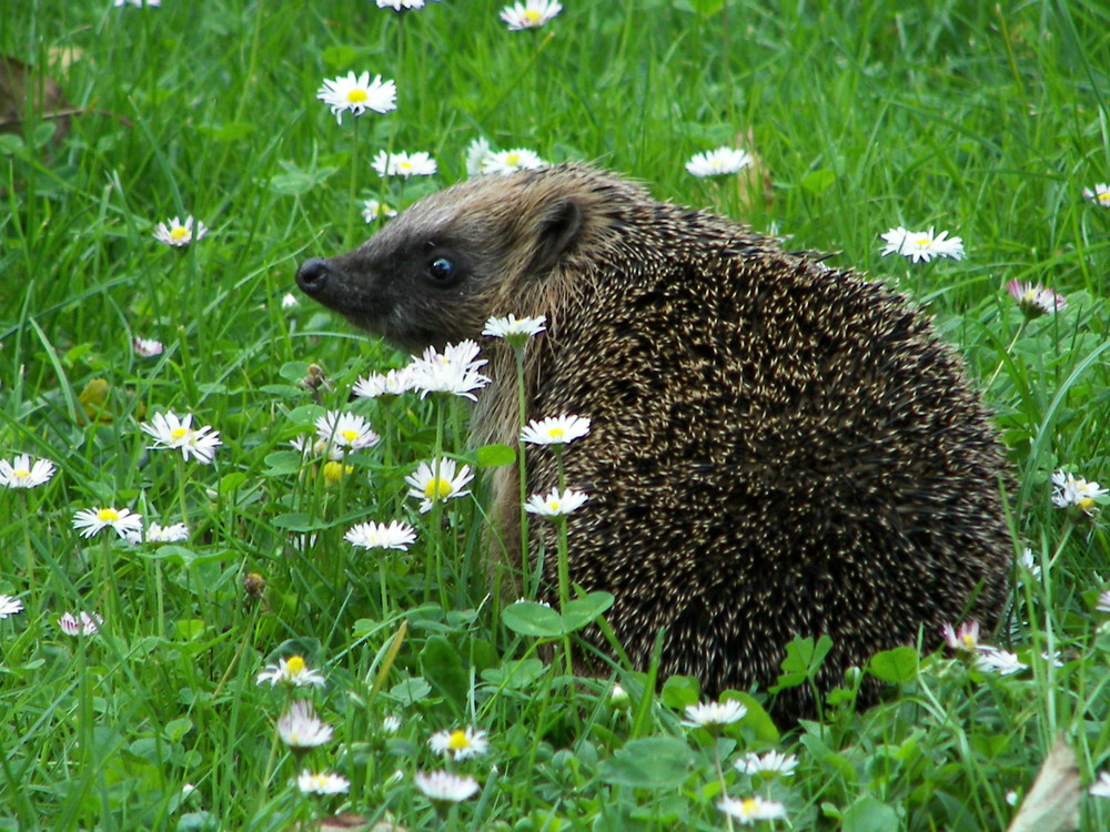 Igelträume