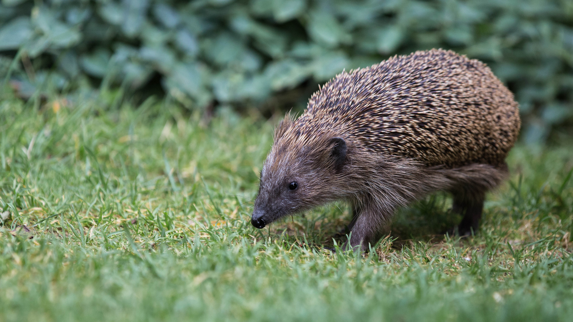 "Igelwildschwein"