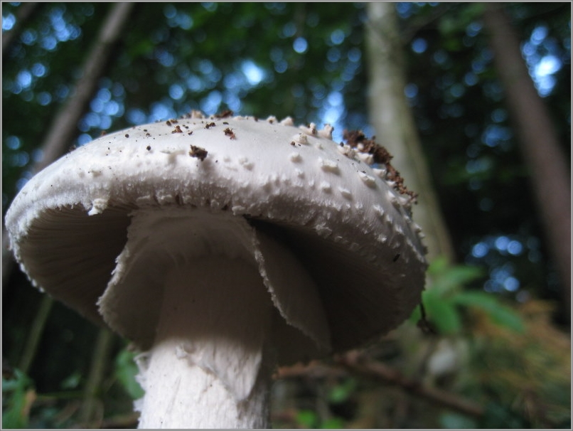 Igelwulstling - Amanita echinocephala