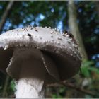 Igelwulstling - Amanita echinocephala