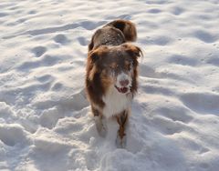 Igitt- Schnee schmeckt nicht nach Leberwurst